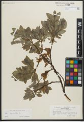 Foto von Salix myrsinites L.